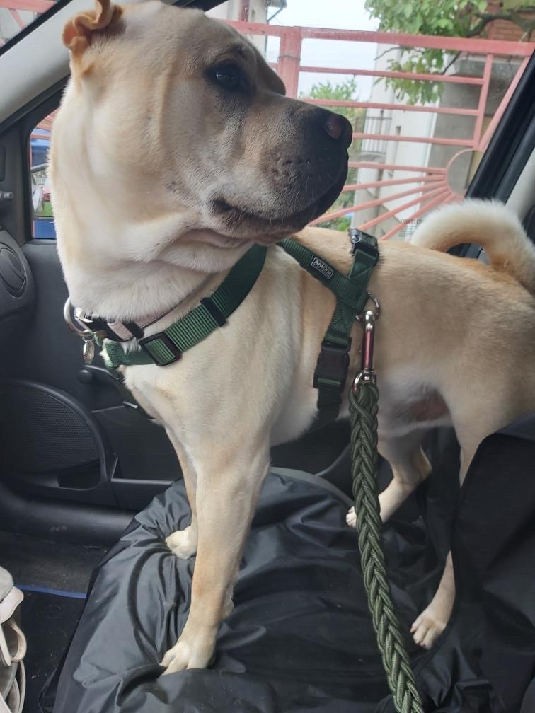 Prekrivač za sedište 65x144cm - Slika 2