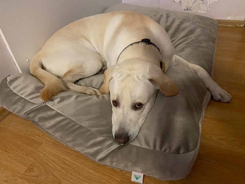 Dušek (pliš) - Slika 5