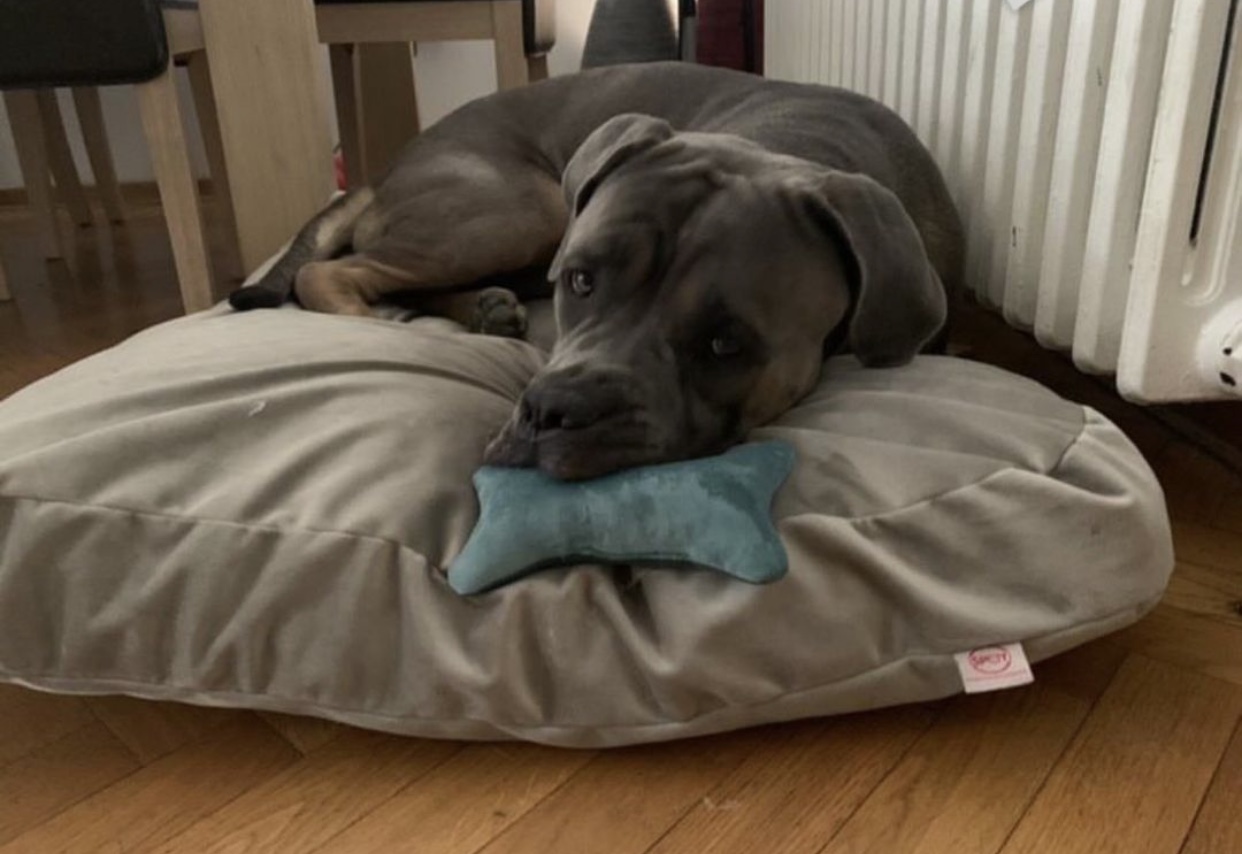 Dušek (pliš) - Slika 4