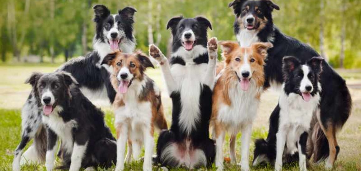 border collie