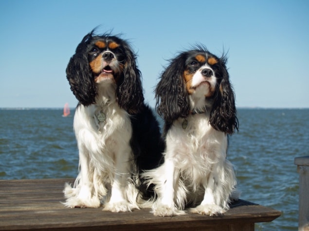 Horoskopski cavalier-king-charles-spanijel