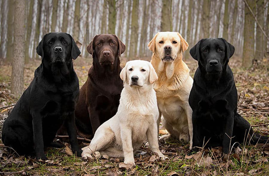 Horoskopski labrador, pas prema horoskopu