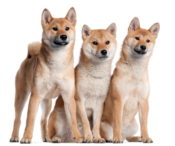 Horoskopski shiba inu